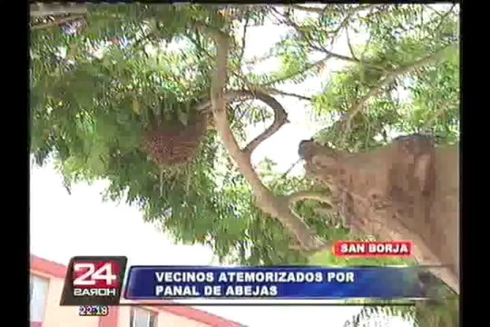 Enjambre de abejas puso en alerta a vecinos del distrito de San Borja