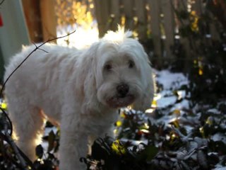 Adorable Dog Loves to Dry Off!