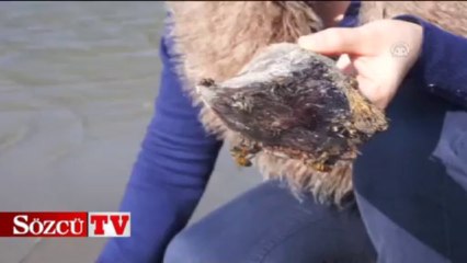 Arılar sahile vurdu