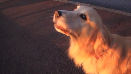 Chien imite une sirène