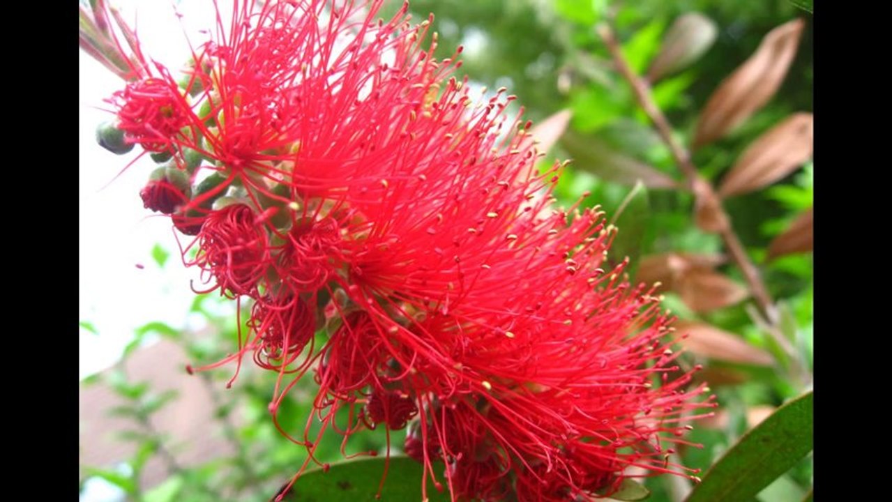 Calistemon