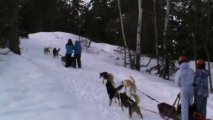 chiens de traîneau 7