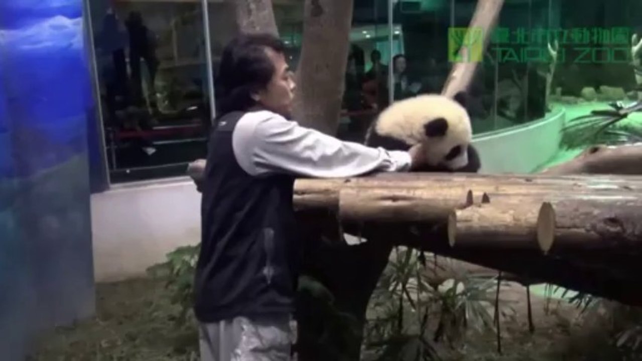 Pandababy yuan zai verzaubert zoobesucher in taipeh