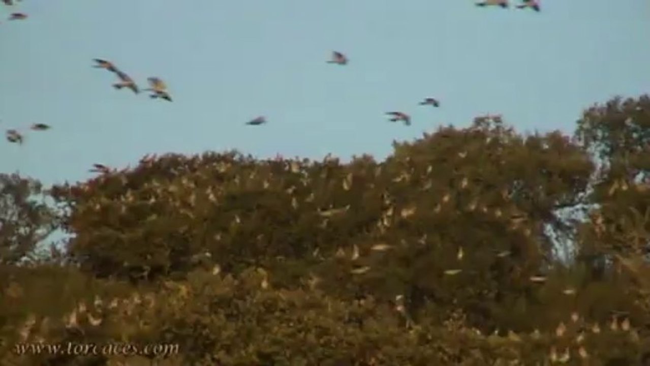 Tirada de Torcaces en la Sierra San Pedro