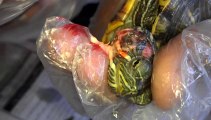Red Eared Slider Turtle Operation Of Ear Abscess By Furqan Ramzan..