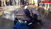 Bébé phoque échoué sur la grande plage des Sables-d'Olonne
