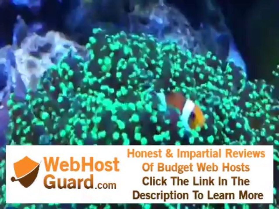 Clown fish hosting frogspawn anemone