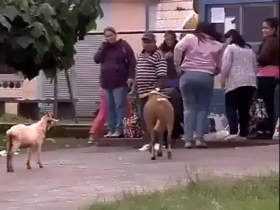HAHAHa Very Funny Goat