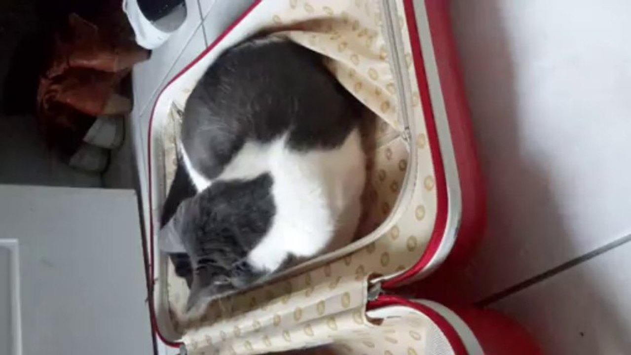 Bebooz packing