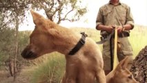Süß und wild: Australiens letzte Dingos in Gefahr