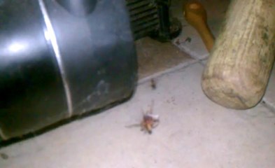 Spider tying up a bigger spider