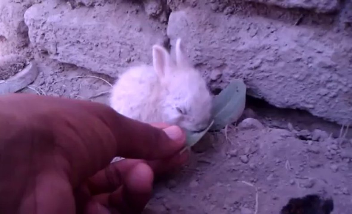 RAbit