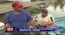 Casi dos toneladas de peces murieron en laguna de La Molina