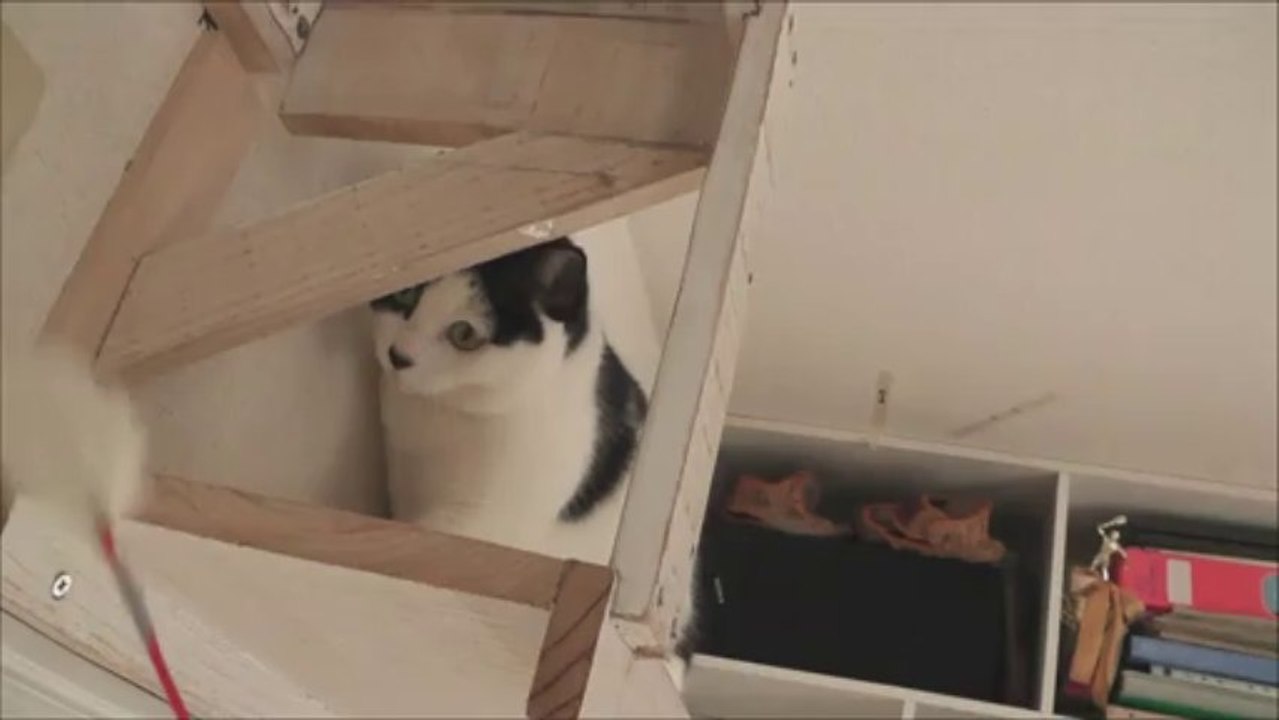 肥満気味の猫の為のエクササイズ,Exercise for overweight cat