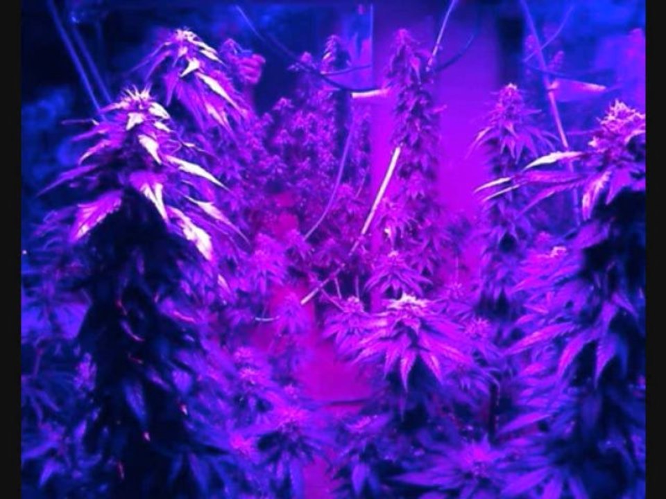 Full Spectrum LED Grow Lights - Cosmicgrowth.ca