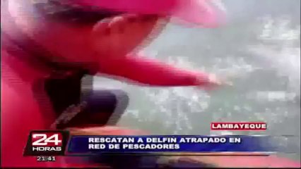 Lambayeque: bomberos rescataron a delfín atrapado en una red
