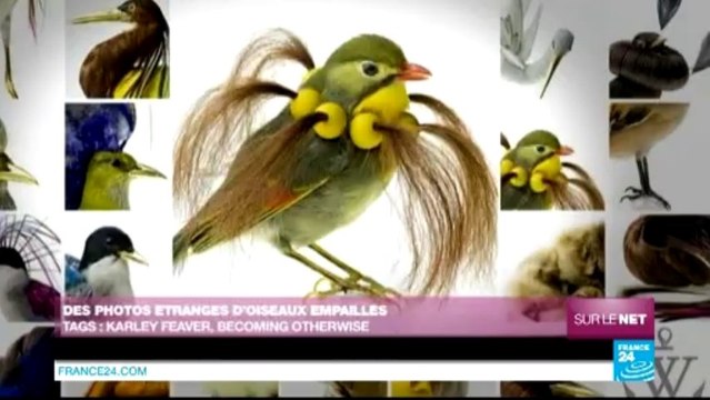 SUR LE NET - Les migrants clandestins mobilisés en Israël