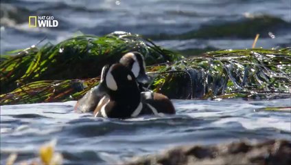 L'Arlequin plongeur ou Canard arlequin