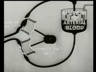 Ethics - Animal head  Isolation and other organisms