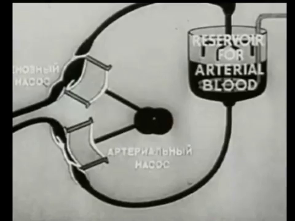 Ethics - Animal head  Isolation and other organisms