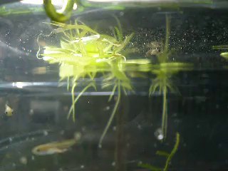 Bébés Guppy 8 jours