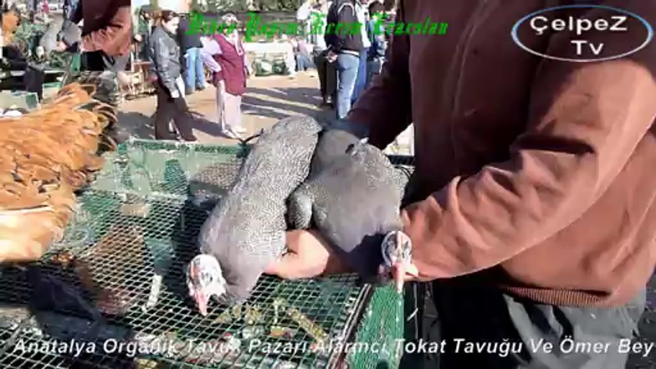 Antalya Organik Tavuk Pazarı Alarmcı Tokat Tavuğu ve Tavukcu Ömer