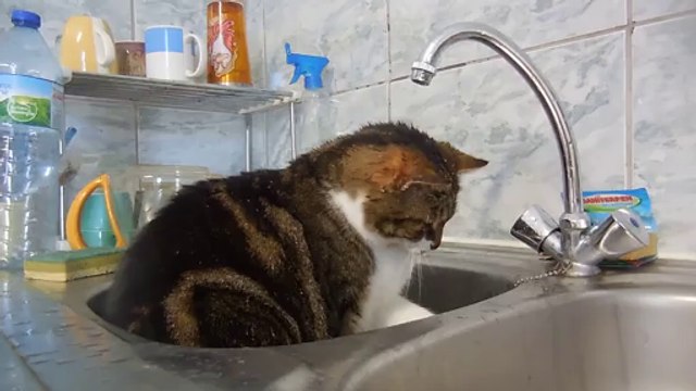 NALA une chatte du refuge(non adoptable) qui s' amuse avec les gouttes d' eau du robinet