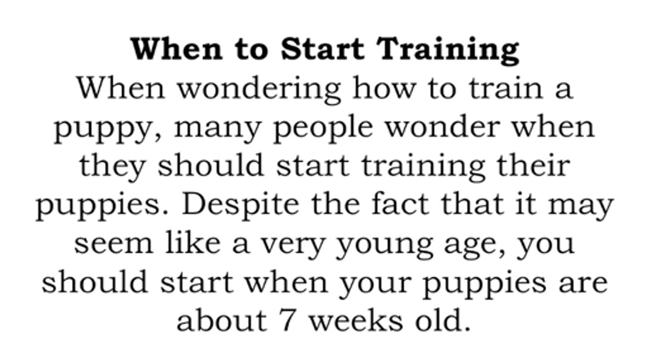 How to Train Your Puppy- A Beginner's Guide