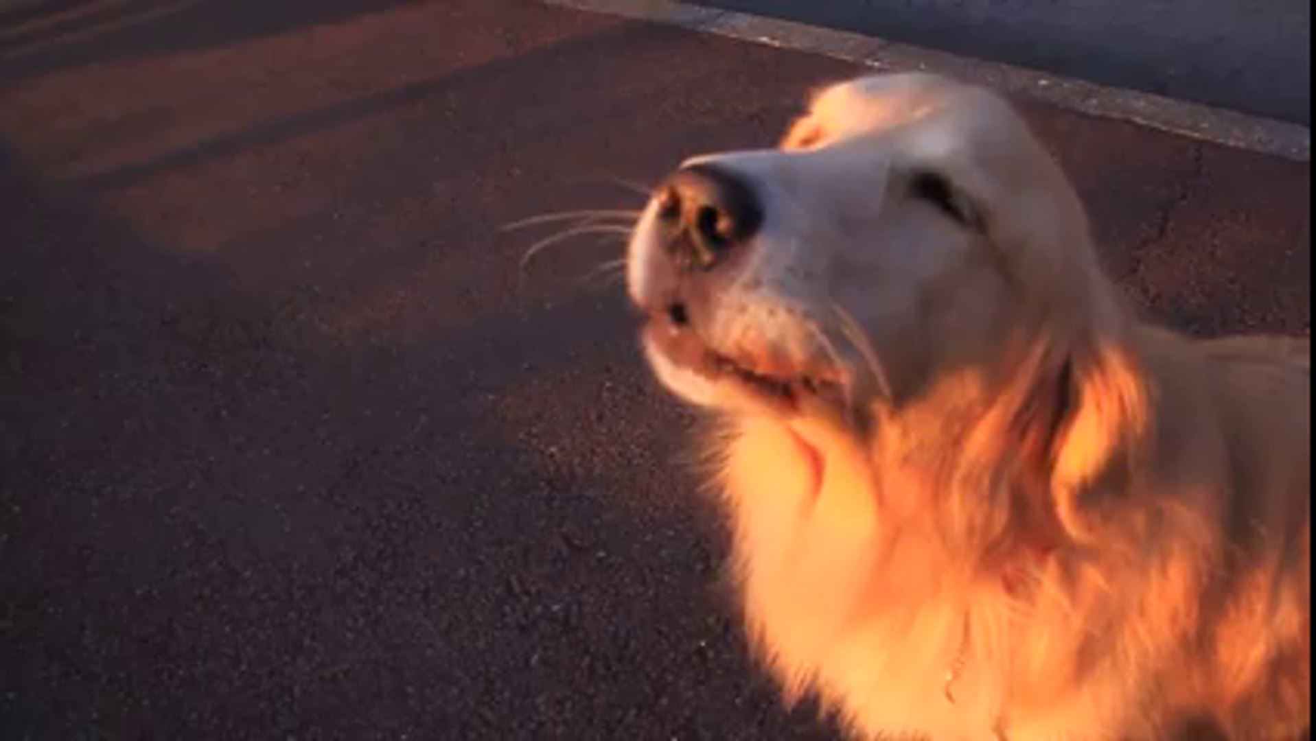 The Golden Retriever Siren