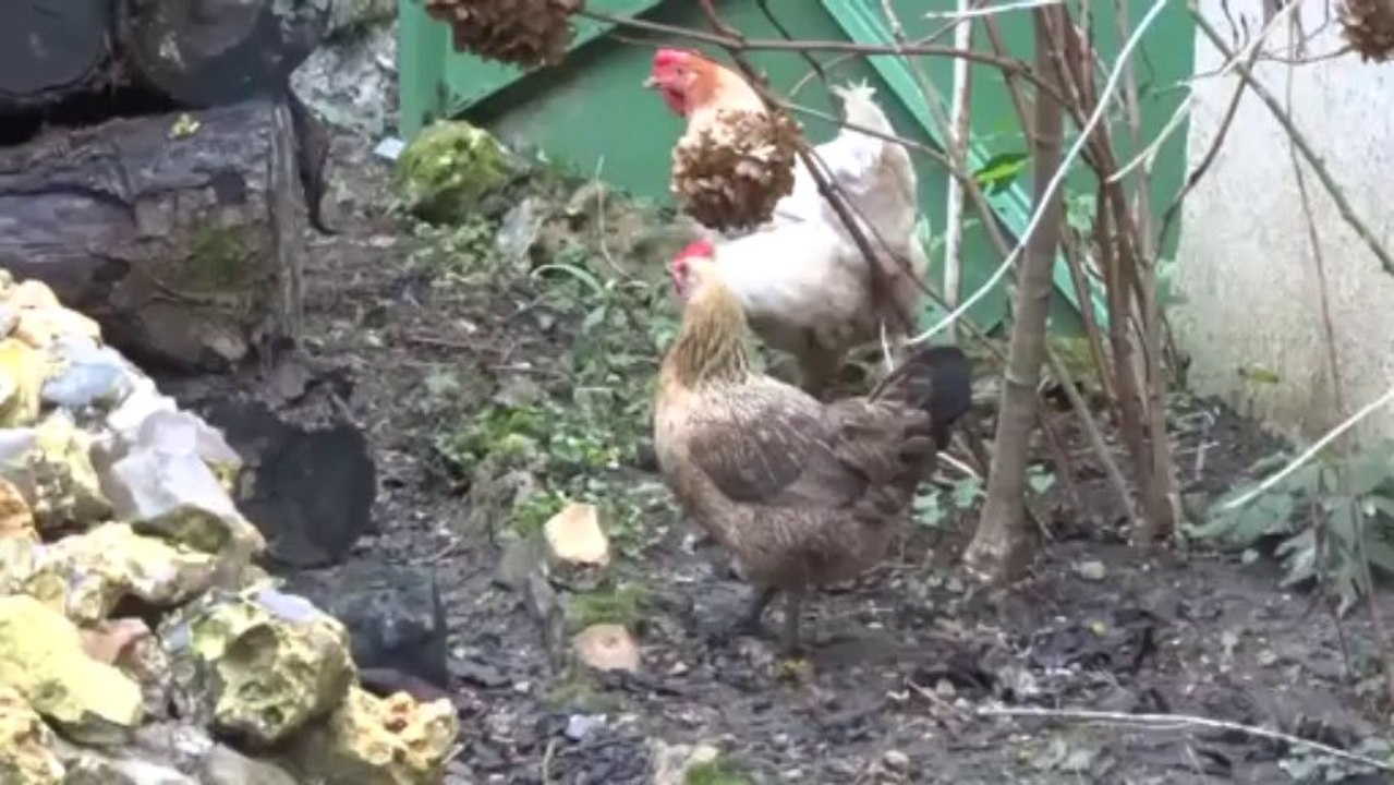 Les aventures de Dame Poule & Heglantine (1)