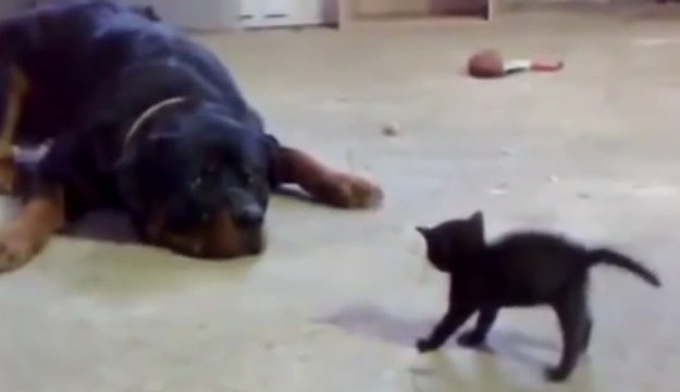 La meilleure compil de chats... pour arrêter de fumer ahaha !!