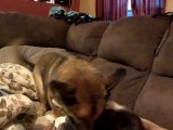 Cutest Dog and Cat Battle Ever!