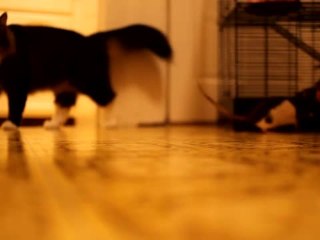 Rat Thinks He's a Dog!