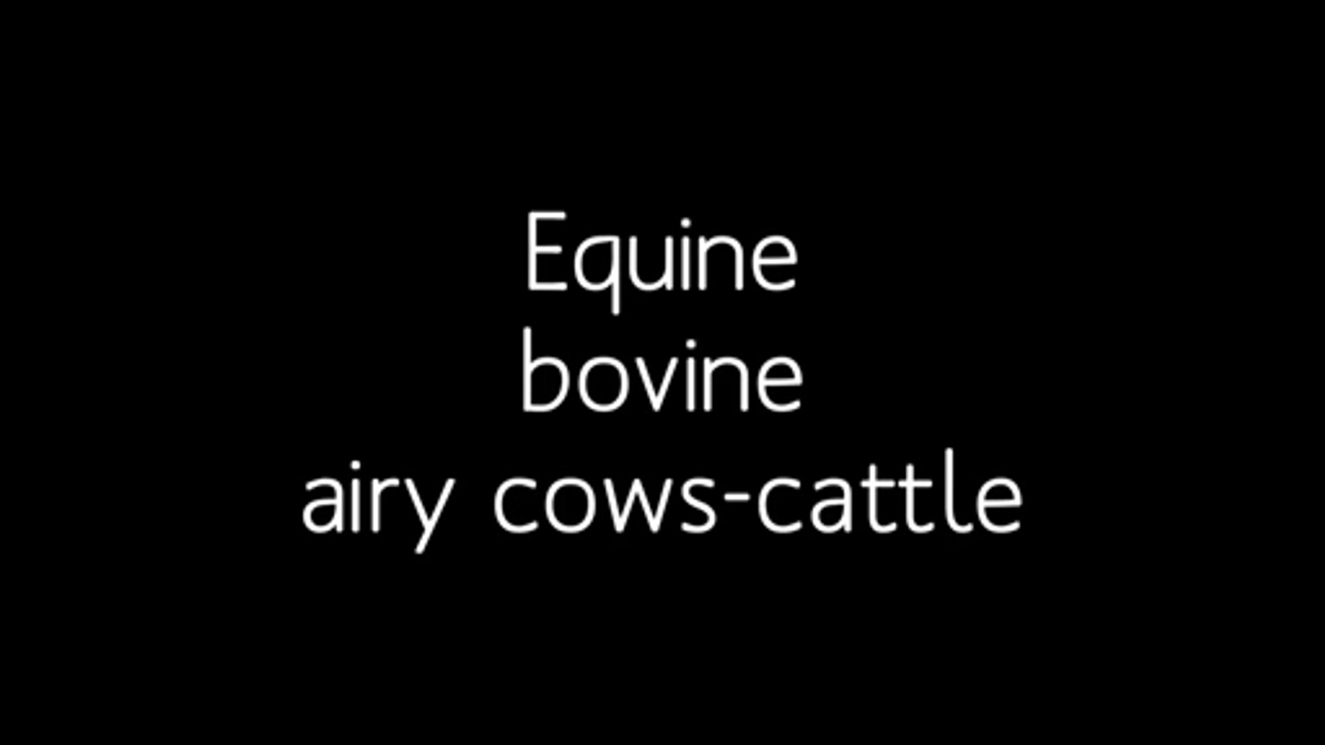 ⁣Veterinary Ultrasound Machines