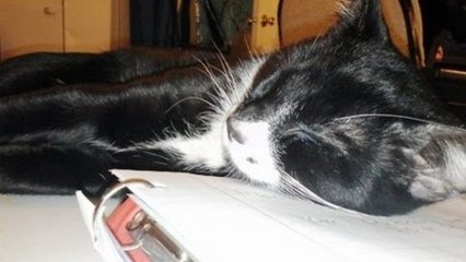 Vlog Nov 9th: Trip to the Vet and Shopping