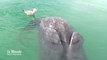 De rarissimes baleines siamoises trouvées au Mexique