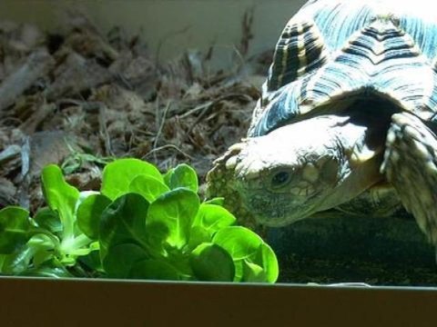 Tortues et reptiles de compagnie: un réel danger pour les enfants - 09/01
