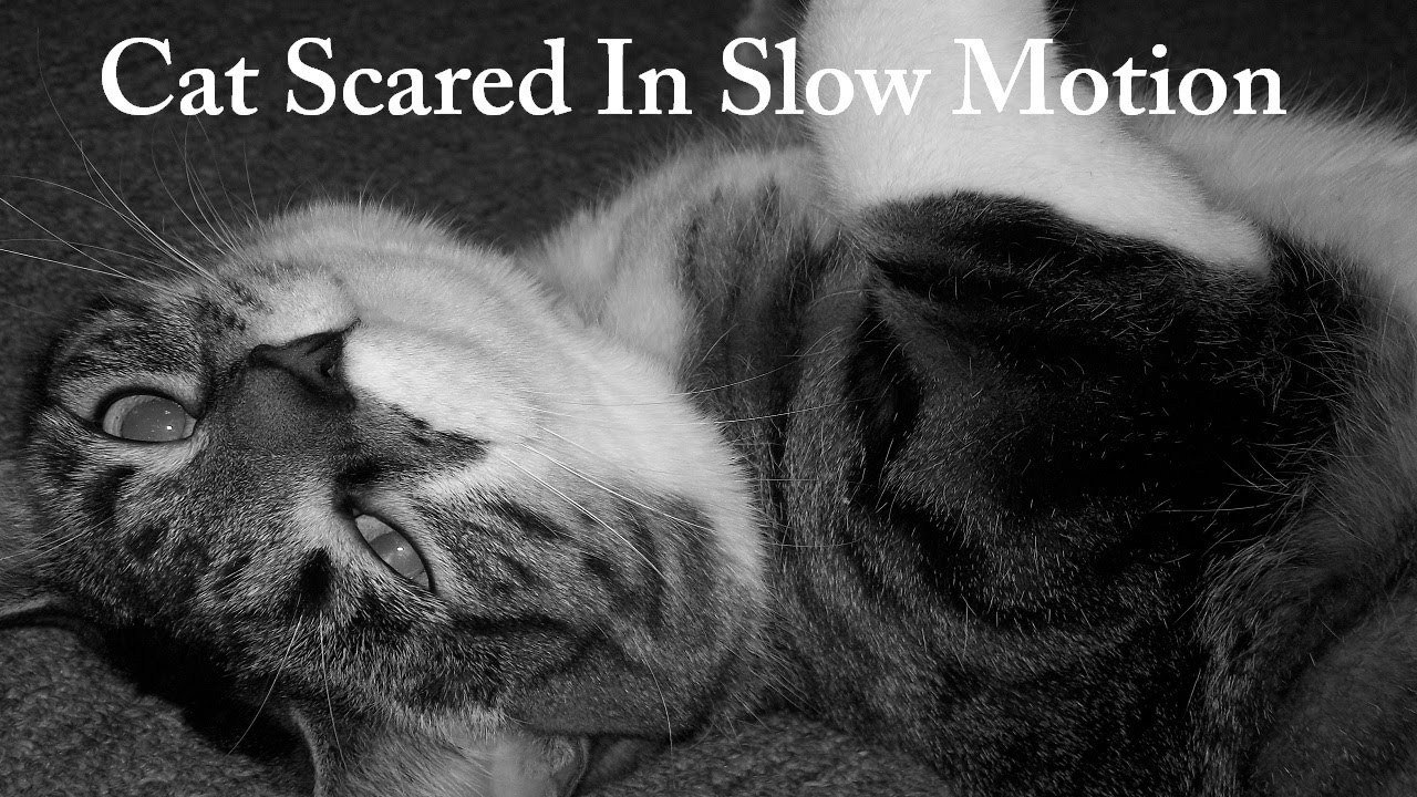 CAT SCARED IN SLOW MOTION