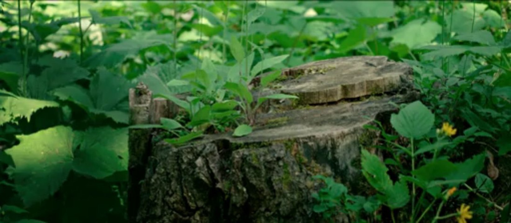 Minuscule - Extrait 1 [VF HD 1080P]