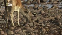 La période de reproduction pour les cerfs