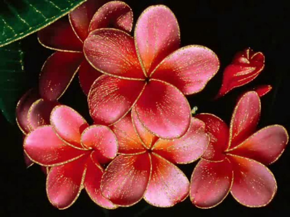 HAMSİ BALIĞI GİBİ--ayla algan