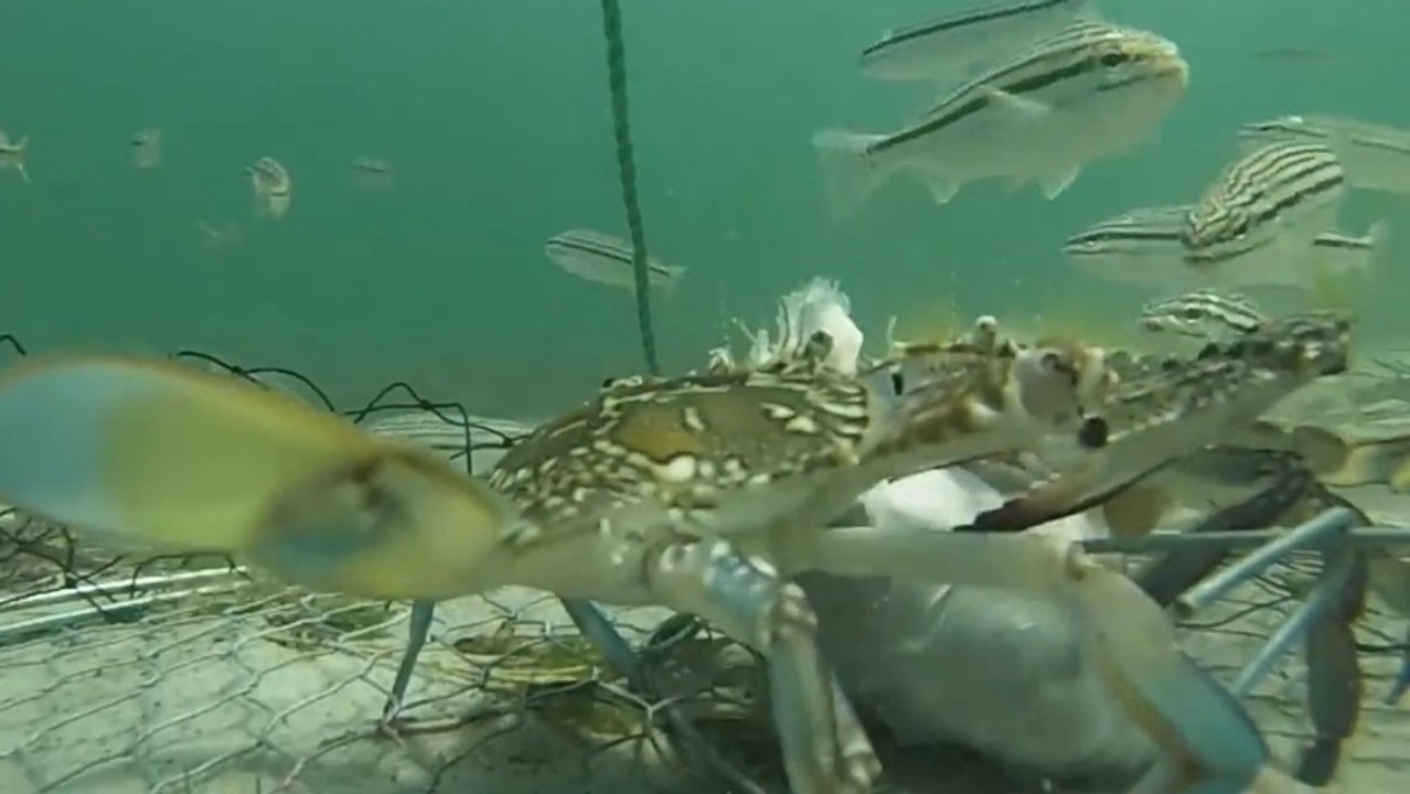 Vivez une journée dans la peau d'un Crabe!! GoPro sous-marine!