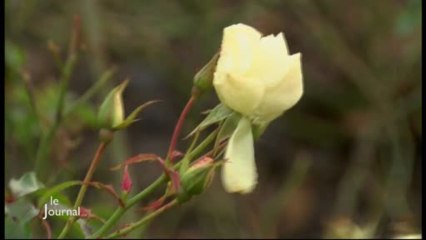 Météo : Les températures douces influencent les plantes