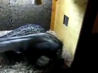 Snake kills bunny in 3 seconds!