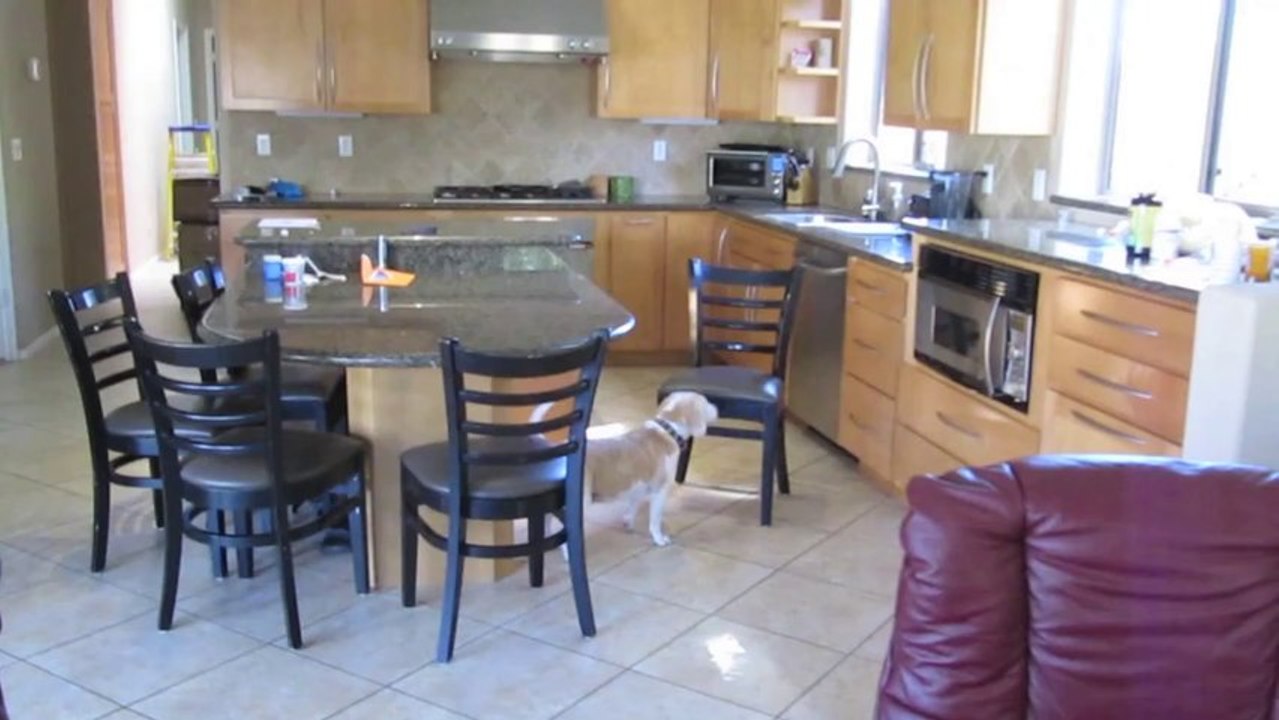 Un chien veut des nuggets dans la cuisine