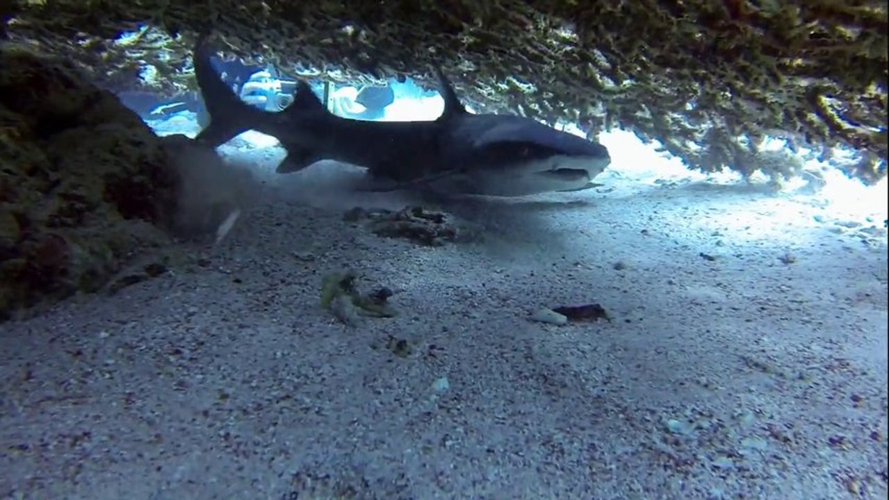 Komodo area diving film Indonesia 2013