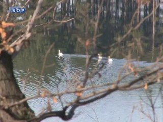 Labudovi na Borskom jezeru, 10. januar 2014.
