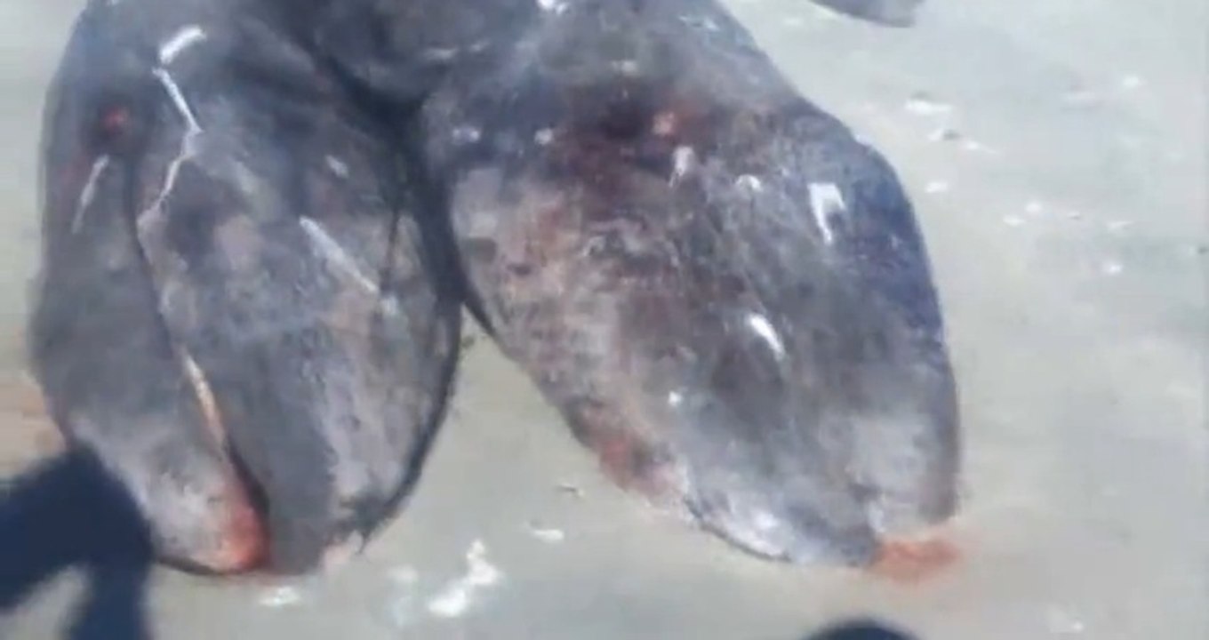 Conjoined Whales Discovered, Dead On The Beach!