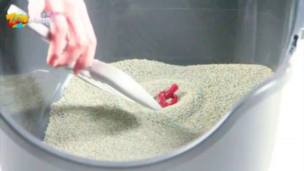 Quelle litière pour chats choisir