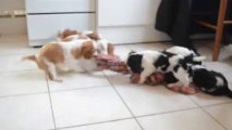 chiots cavaliers king charles 8 semaines qui jouent
